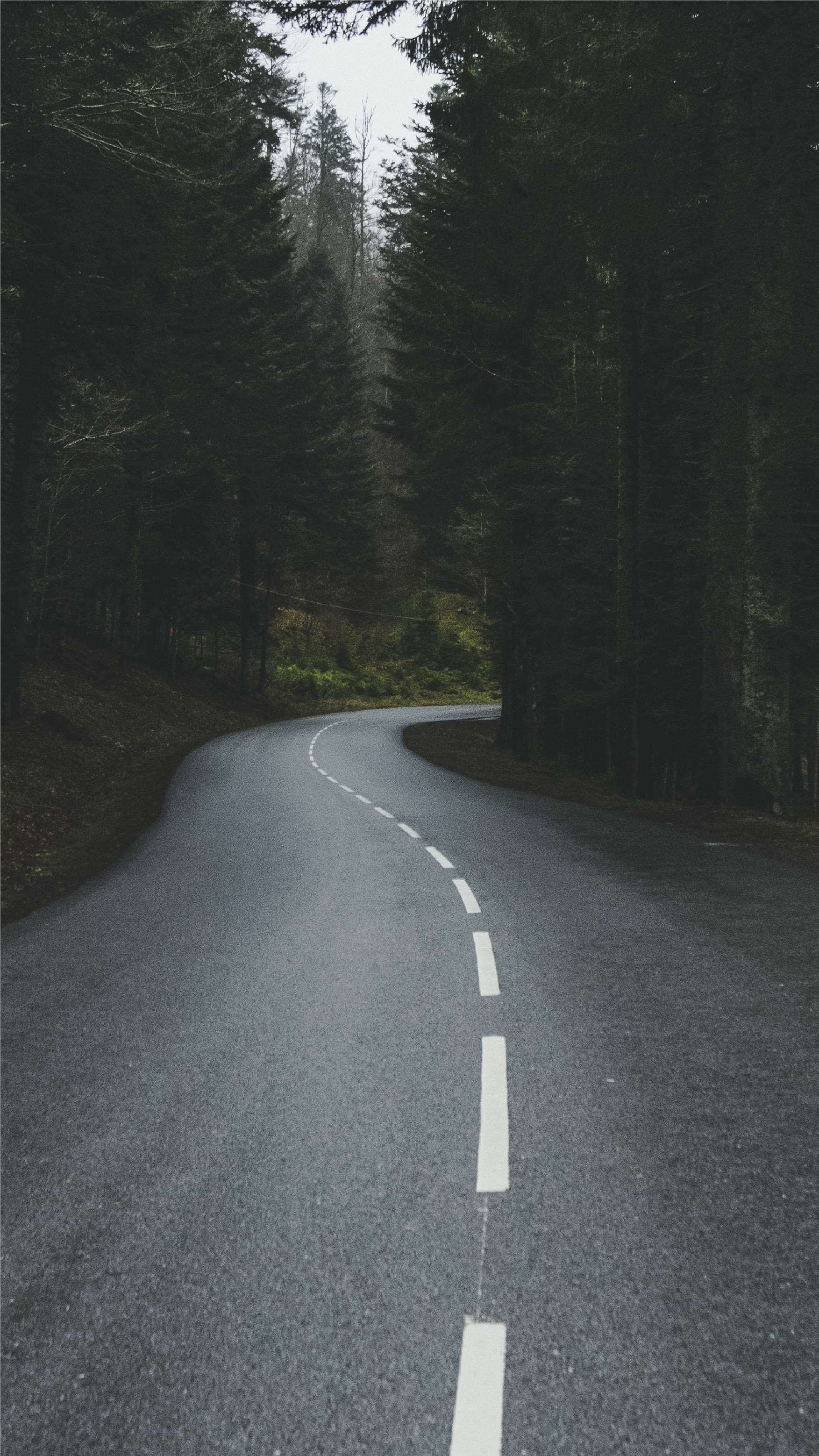 Un camino se interna en el bosque y desaparece detrás de una curva.